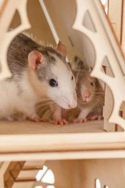 Isolering Gör Det Själv Koncept Förebyggande Pandemier Coveid Rat Svart — Stockfoto