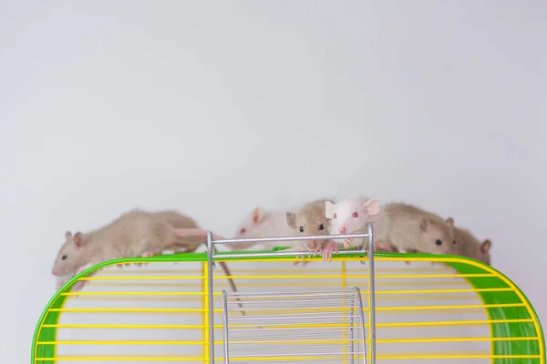 Isolation Yourself Concept Coveid Pandemic Prevention Measures Rat Cage — Stock Photo, Image