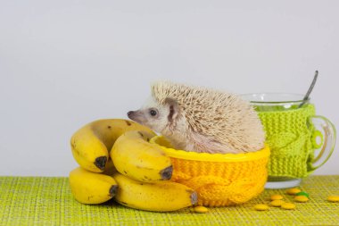 Pozitif tavır ve iyi ruh hali. İyi günler dilerim. Şirin Afrikalı Cüce Kirpi. Düzgün beslenme. sarı muzlar