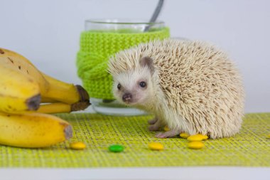 Pozitif tavır ve iyi ruh hali. İyi günler dilerim. Şirin Afrikalı Cüce Kirpi. Düzgün beslenme. sarı muzlar