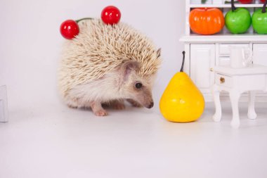 Pozitif tavır ve iyi ruh hali. İyi günler dilerim. Şirin Afrikalı Cüce Kirpi. Beyaz zemin üzerinde sarı armut