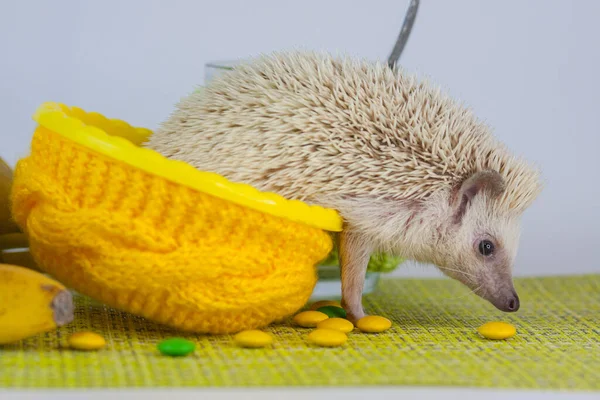 Atitude Positiva Bom Humor Tenha Bom Dia Conceito Porco Anão — Fotografia de Stock