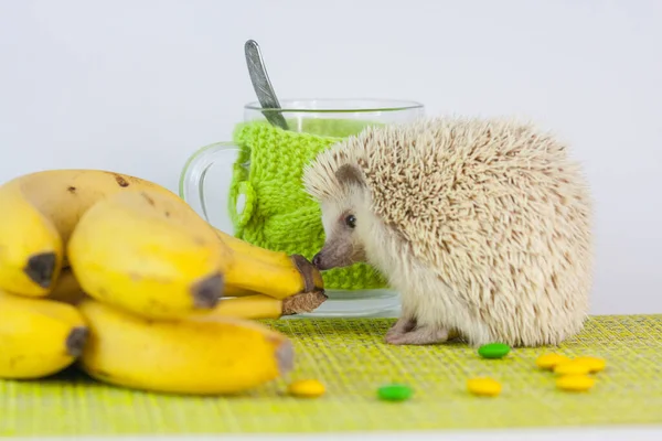 Atitude Positiva Bom Humor Tenha Bom Dia Conceito Porco Anão — Fotografia de Stock