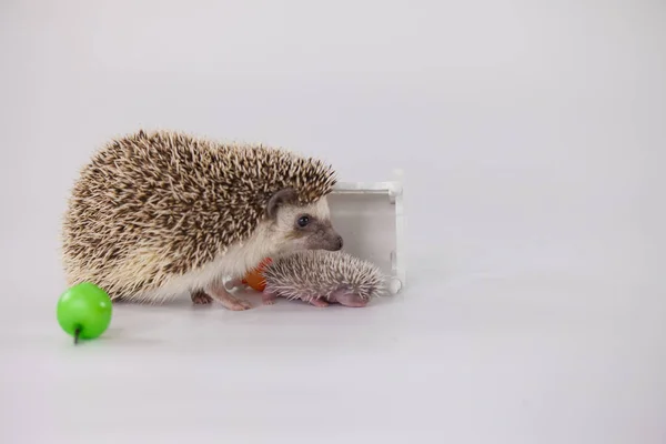 Atitude Positiva Bom Humor Tenha Bom Dia Conceito Porco Anão — Fotografia de Stock