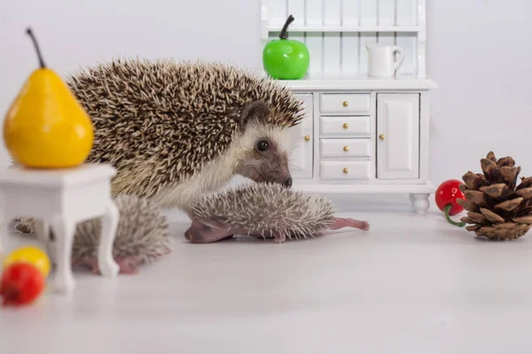 Atitude Positiva Bom Humor Tenha Bom Dia Conceito Porco Anão — Fotografia de Stock