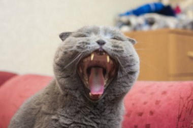 Kedi gridir. İngiliz cinsi. Güzel ve sevimli kedi yavrusu.