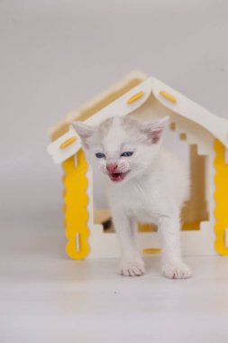 Çığlık konsepti. Çağrı ve heyecan. Evdeki küçük beyaz kedi yavrusu. İpotek bitti. Gelişmiş yaşam için gereksinim. Beyaz arka planda kedi yavrusu