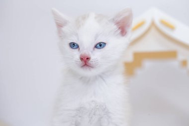 Beyaz arka planda sarı bir evde küçük ve sevimli bir kedi yavrusu. Pozitif ruh hali ve iyi bir gün. Kişisel izolasyon kavramı