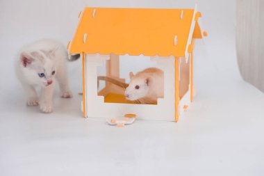 Kedi fare. Tom ve Jerry. Kedi yavrusu, beyaz arka planda sarı bir evde büyük bir fareyi koruyor.