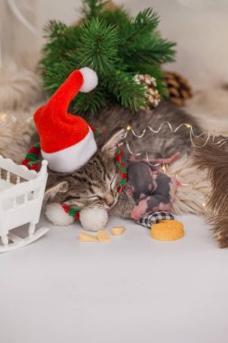 Uyuyan kedi ve uyuyan yavru fareler. Bebek için ninni söyle. Şirin kedi yavrusu ve Noel Baba şapkalı sıçan arkadaşları tatlı bir şekilde birlikte uyurlar.