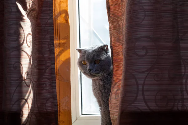 Gato Gris Está Sentado Ventana Entre Las Cortinas Raza Británica — Foto de Stock