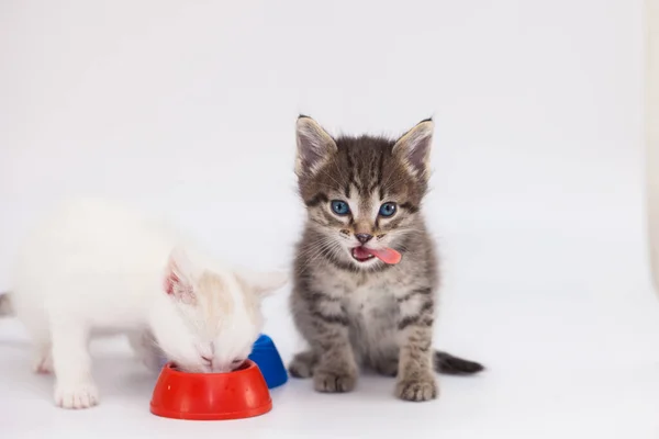 Kittens Have Bowl Food Proper Nutrition Concept — Stock Photo, Image
