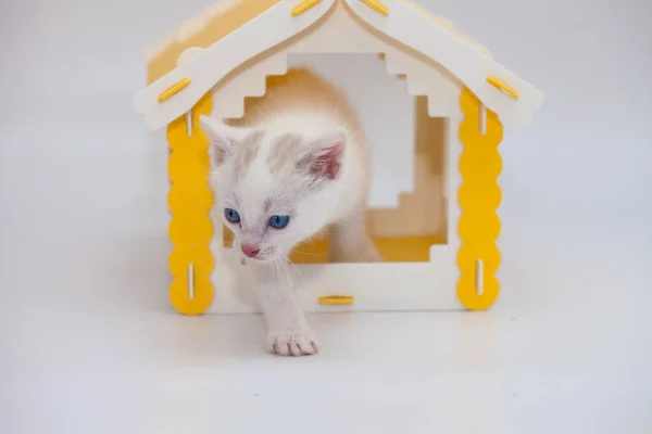 Gatinho Pequeno Bonito Uma Casa Amarela Fundo Branco Humor Positivo — Fotografia de Stock