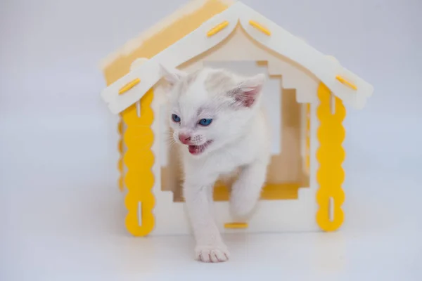 Piccolo Carino Gattino Una Casa Gialla Sfondo Bianco Umore Positivo — Foto Stock
