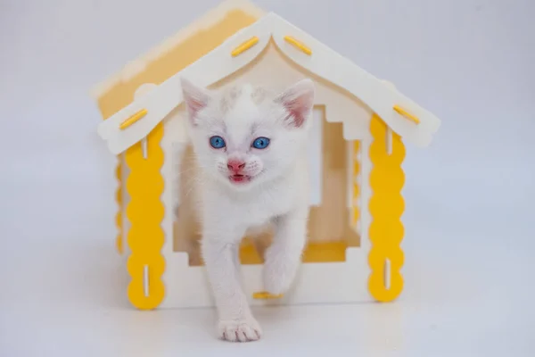 Gatinho Pequeno Bonito Uma Casa Amarela Fundo Branco Humor Positivo — Fotografia de Stock