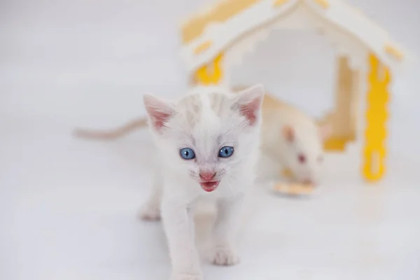 Small Cute Kitten Yellow House White Background Positive Mood Good — Stock Photo, Image