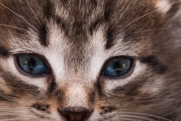 Kitten Portrait Close Cat Eyes — Stock Photo, Image