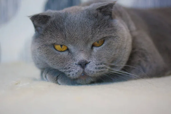 Retrato Gatito Cerrar Los Ojos Gato — Foto de Stock