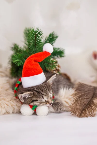 Uyuyan Kedi Bebek Için Ninni Söyle Noel Baba Şapkalı Şirin — Stok fotoğraf