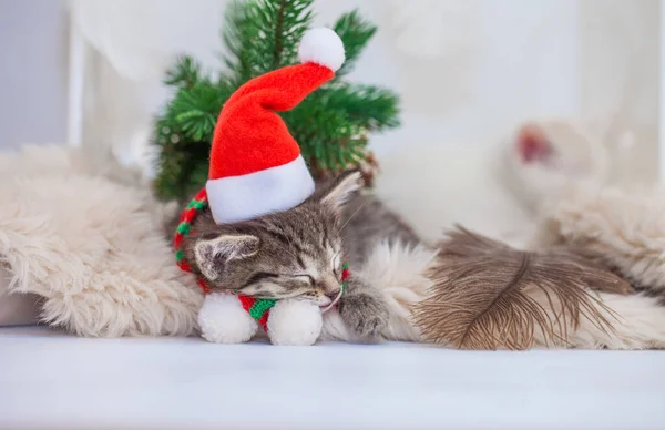 Gatinho Adormecido Lullaby Para Bebé Gatinho Bonito Santa Chapéu Dorme — Fotografia de Stock