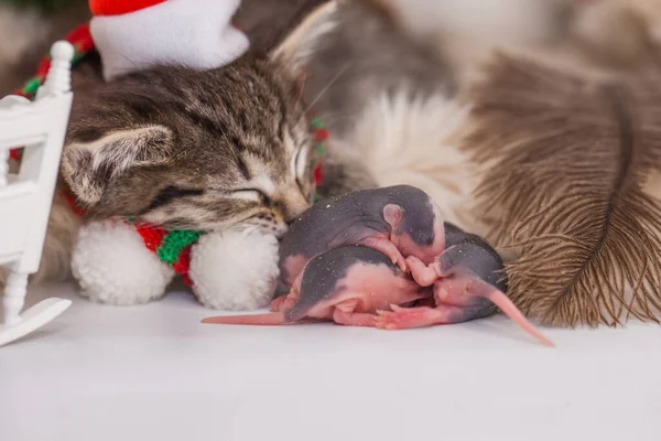 Sleeping kitten and sleeping baby rats. Lullaby for the baby. Cute kitten and his rat friends in santa hat sleep sweetly together