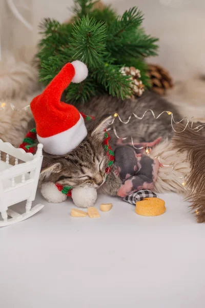 Schlafendes Kätzchen Und Schlafende Babyratten Wiegenlied Für Das Baby Niedliches — Stockfoto