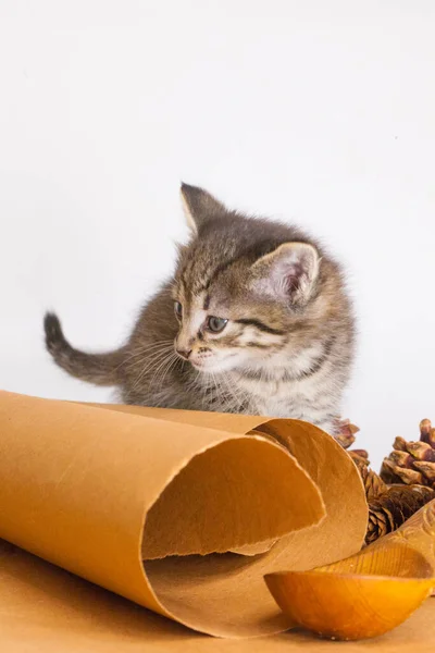 Γατάκι Λαδόκολλα Tabby Γατάκι Γατάκι Χαρτί Περγαμηνής Γατάκι Τάμπι — Φωτογραφία Αρχείου