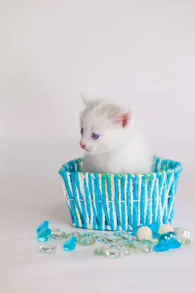 Snow White Kitten White Background Blue Gift Box — Stock Photo, Image