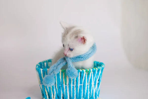 Snow White Kitten White Background Blue Gift Box — Stock Photo, Image