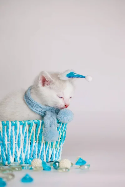 Gattino Bianco Come Neve Uno Sfondo Bianco Una Scatola Regalo — Foto Stock