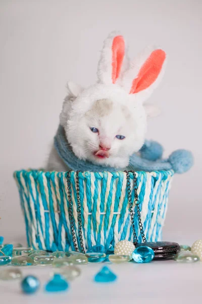 雪白的小猫在一个蓝色礼品盒的白色背景 戴着一顶粉红耳朵兔子的帽子 — 图库照片