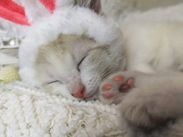 Sleeping kitten in a hat of an eared Easter rabbit