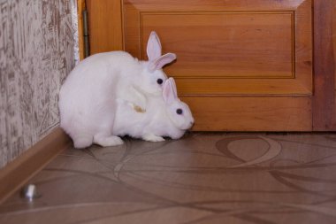 Uzun kulaklı beyaz tavşanlar. Tavşan çifti