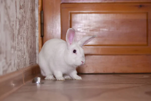 Conejos Blancos Con Orejas Largas Pareja Conejo —  Fotos de Stock