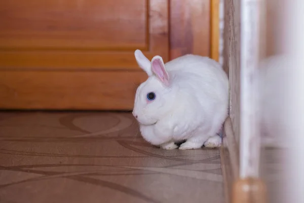 长耳朵的白兔 兔子夫妇 — 图库照片