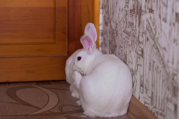 Белые Кролики Длинными Ушами Пара Кроликов — стоковое фото