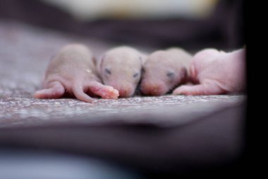 Fare ailesi yan yana.