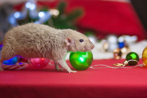 Drôle Rat Moelleux Sur Fond Noël — Photo