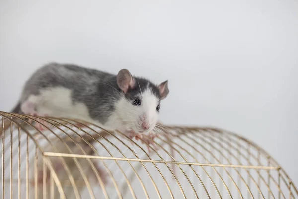 Rat Sur Toit Maison Cage Rats — Photo