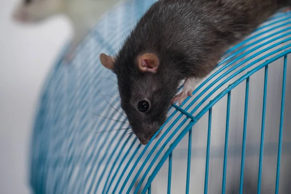 Råttan Taket Till Sitt Hus Råttbur — Stockfoto