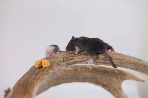 Petit Rat Avec Une Tranche Fromage Sur Fond Blanc — Photo