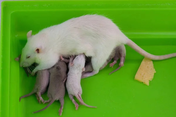 Ratos Com Fundo Verde Família Ratinhos — Fotografia de Stock