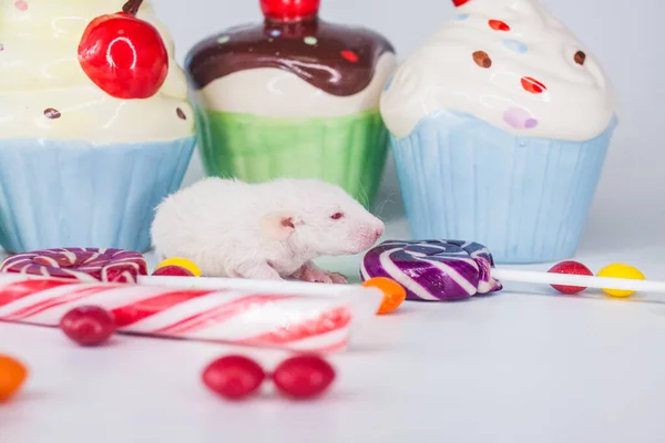 Rat with sweet candies. sweet tooth