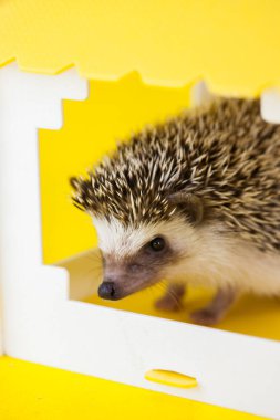 Beyaz arka planda sarı bir evde kirpi.