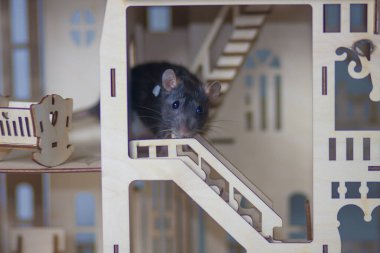 Evdeki gri sıçan. İzolasyon kavramı