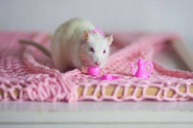 Beyaz arka planda pembe tabakları olan şirin bir fare.