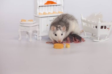 Bir parça peynirli fare. Beyaz arka planda şirin bir fare.