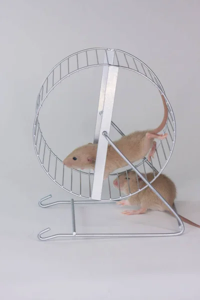 Rat Fast Nimble Iron Wheel — Stock Photo, Image