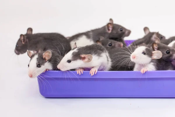 Pequeñas Lindas Ratas Sobre Fondo Blanco — Foto de Stock