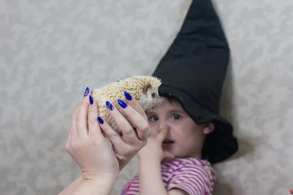 アフリカの小人ハリネズミと大きな魔法の帽子の小さな魔女 — ストック写真
